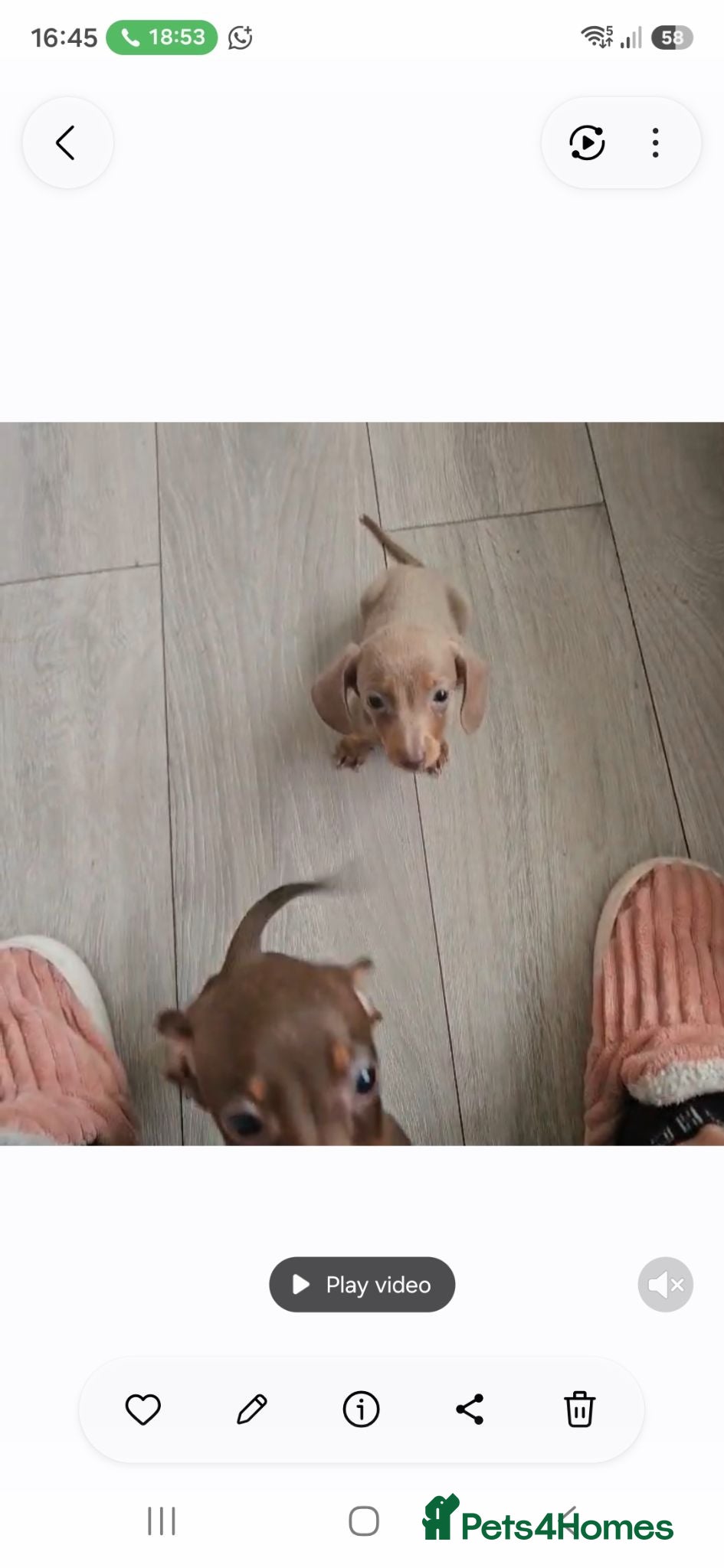 Dachshund dogs Lovley colourful litter. - Advert 7