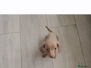 Dachshund dogs Lovley colourful litter. - Advert 1