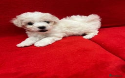 Bichon Frise dogs for sale: KC Registered Pedigree Bichon Frise Puppies - Image 5