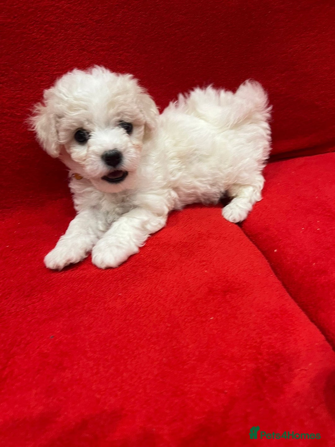 Bichon Frise dogs for sale: KC Registered Pedigree Bichon Frise Puppies - Image 5