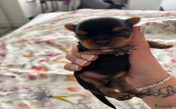 Yorkshire Terrier dogs - Advert 12