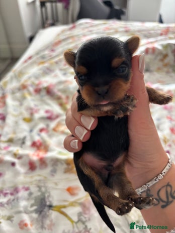 Yorkshire Terrier dogs - Advert 12