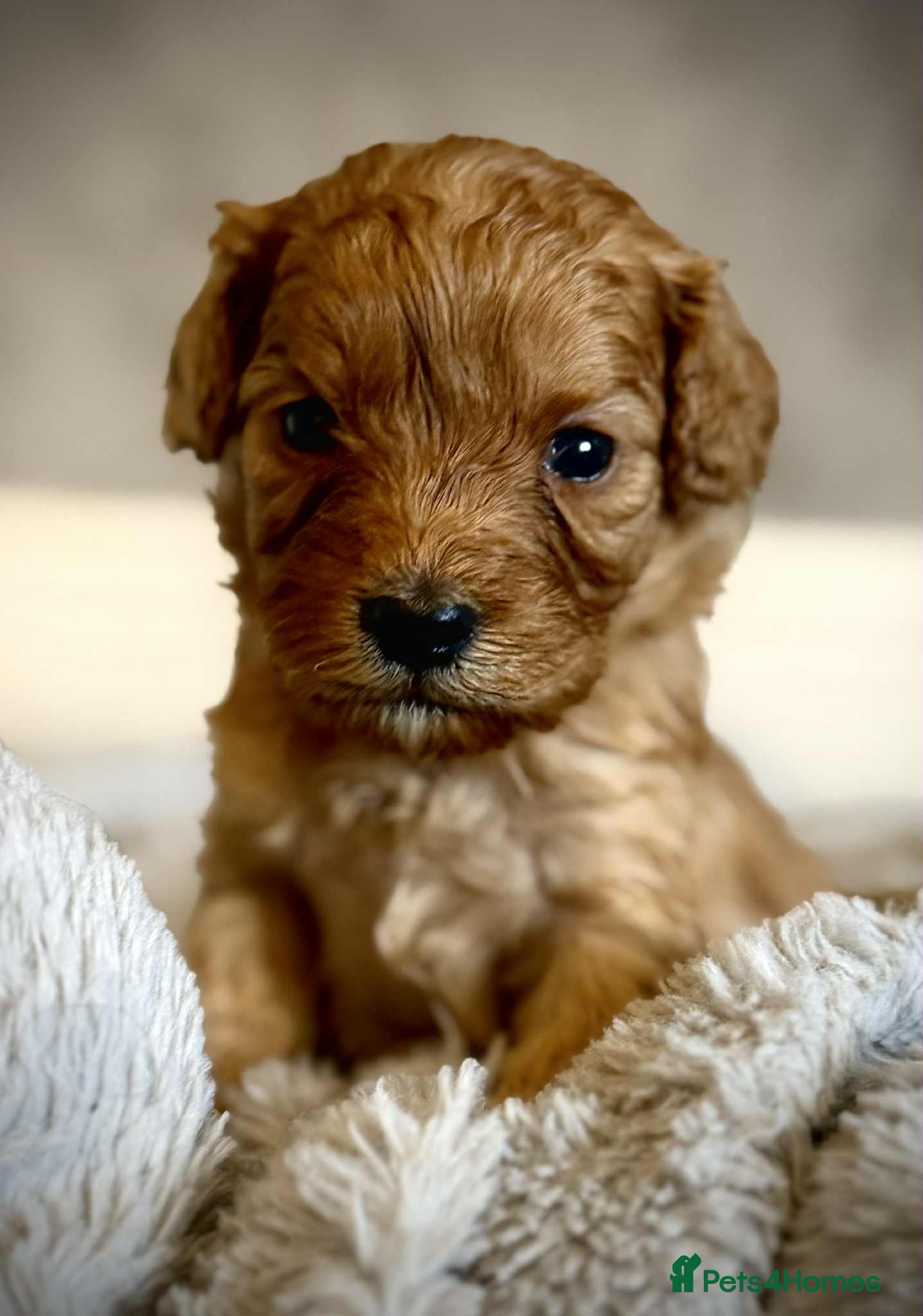 Cavapoo dogs ⭐ F1 Health tested Cavapoos⭐ - Advert 2