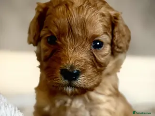 Cavapoo dogs ⭐ F1 Health tested Cavapoos⭐ - Advert 2