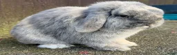 Mini Lop rabbits for sale: Blue Harli vm buck  - Advert 7