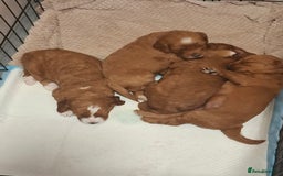 Mixed Breed dogs for sale: Cavapoo puppies  - Image 2