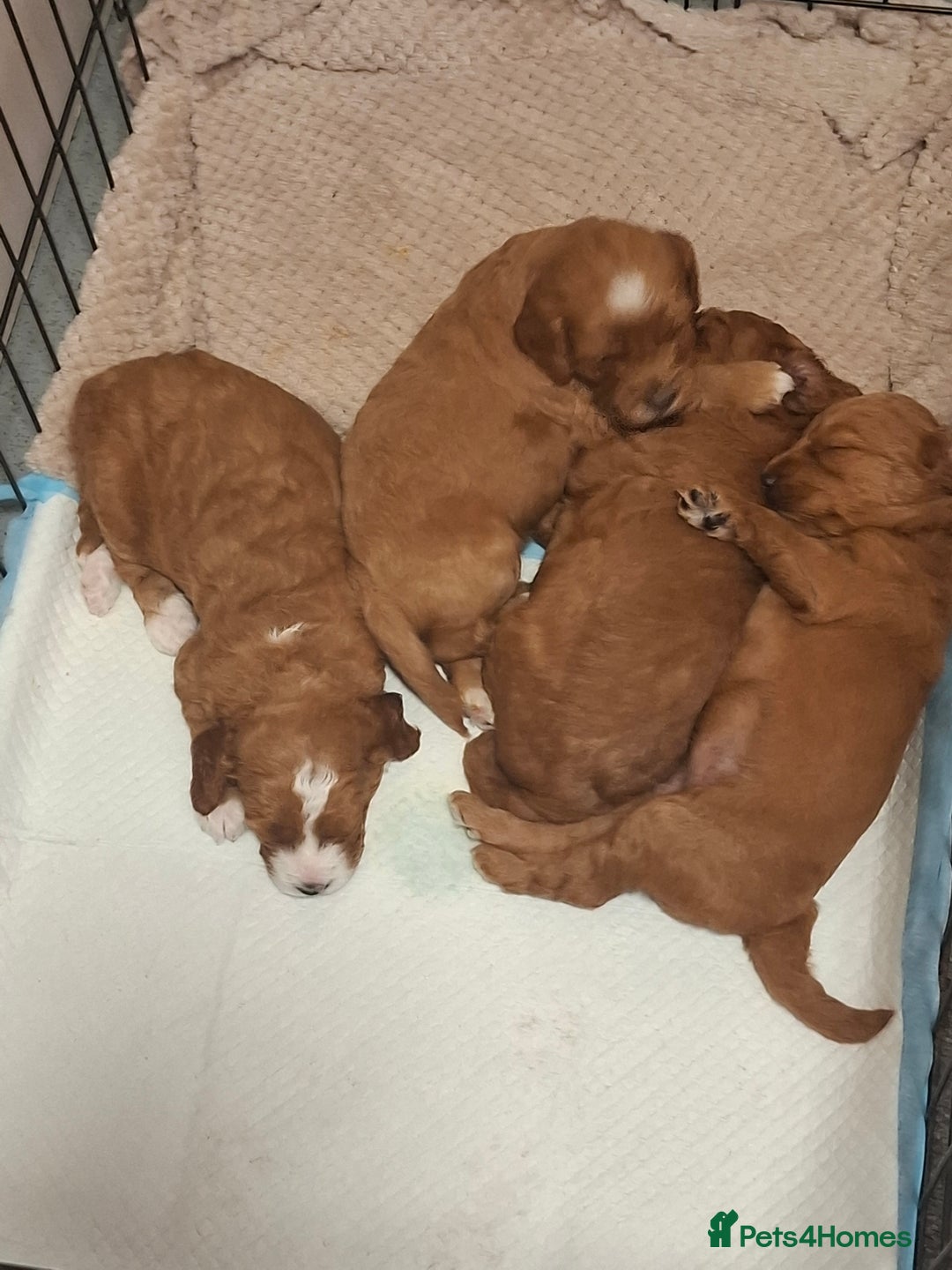 Mixed Breed dogs for sale: Cavapoo puppies  - Image 2