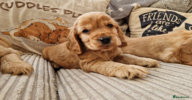 Cocker Spaniel dogs - Advert 10