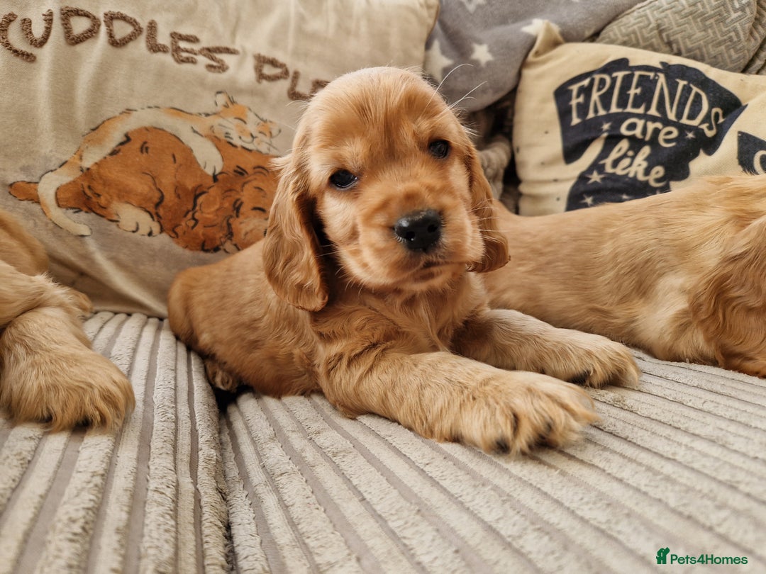Cocker Spaniel dogs for sale: Pedigree Show Cocker Spaniel puppies.  - Image 2
