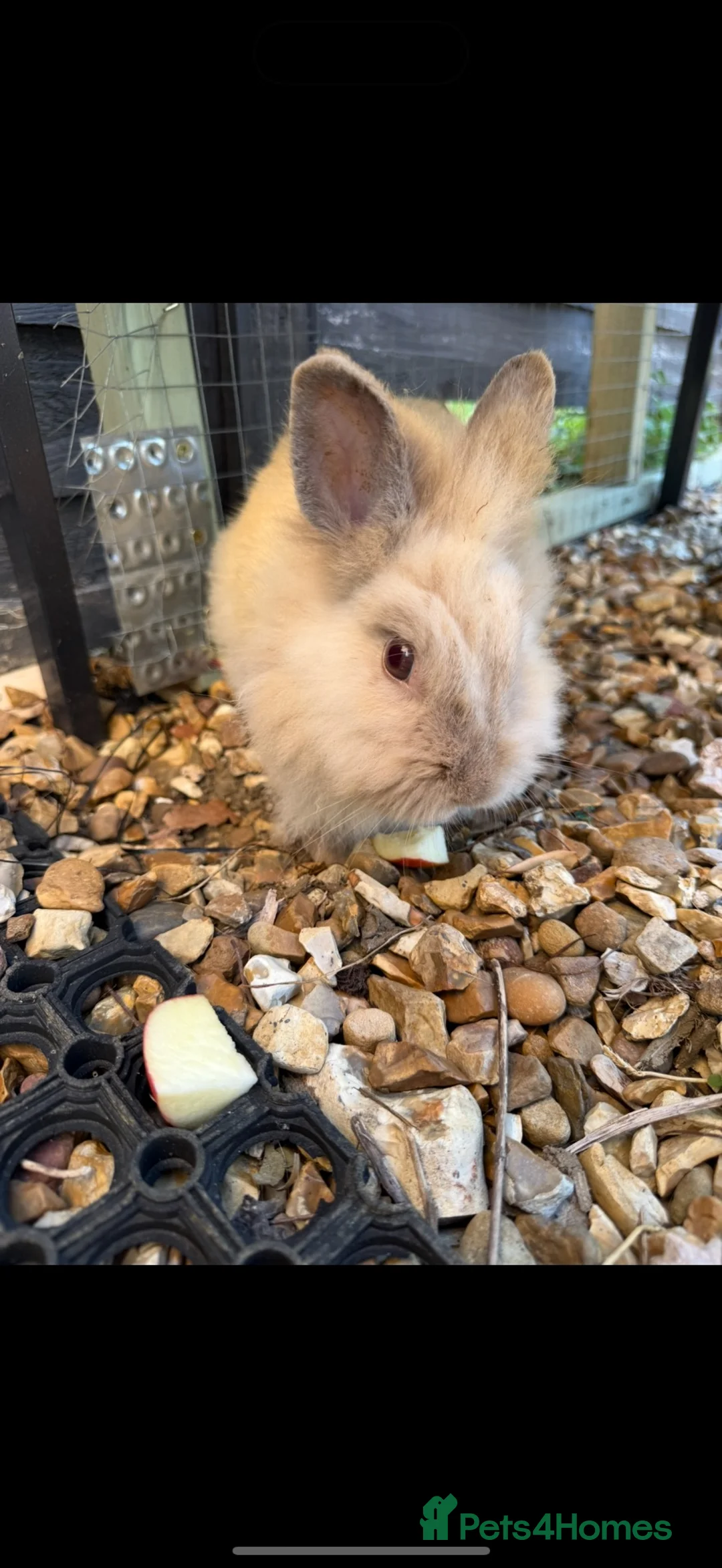 Lionhead rabbits for sale: 3 x lionhead rabbits avalible for rehoming  - Advert 2
