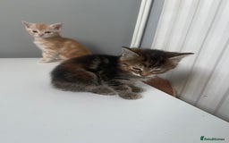 Mixed Breed cats for sale: Beautiful Kittens inc Ginger Girl - Image 12