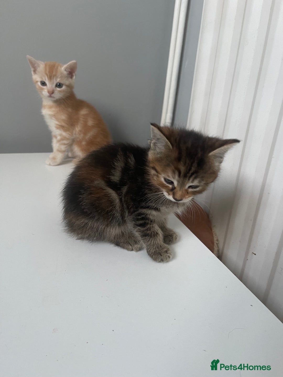 Mixed Breed cats for sale: Beautiful Kittens inc Ginger Girl - Image 12
