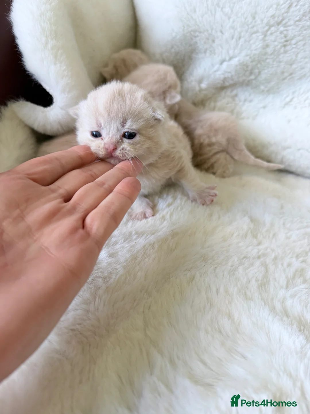 British Shorthair cats for sale: GCCF British shorthair kittens  - Advert 2