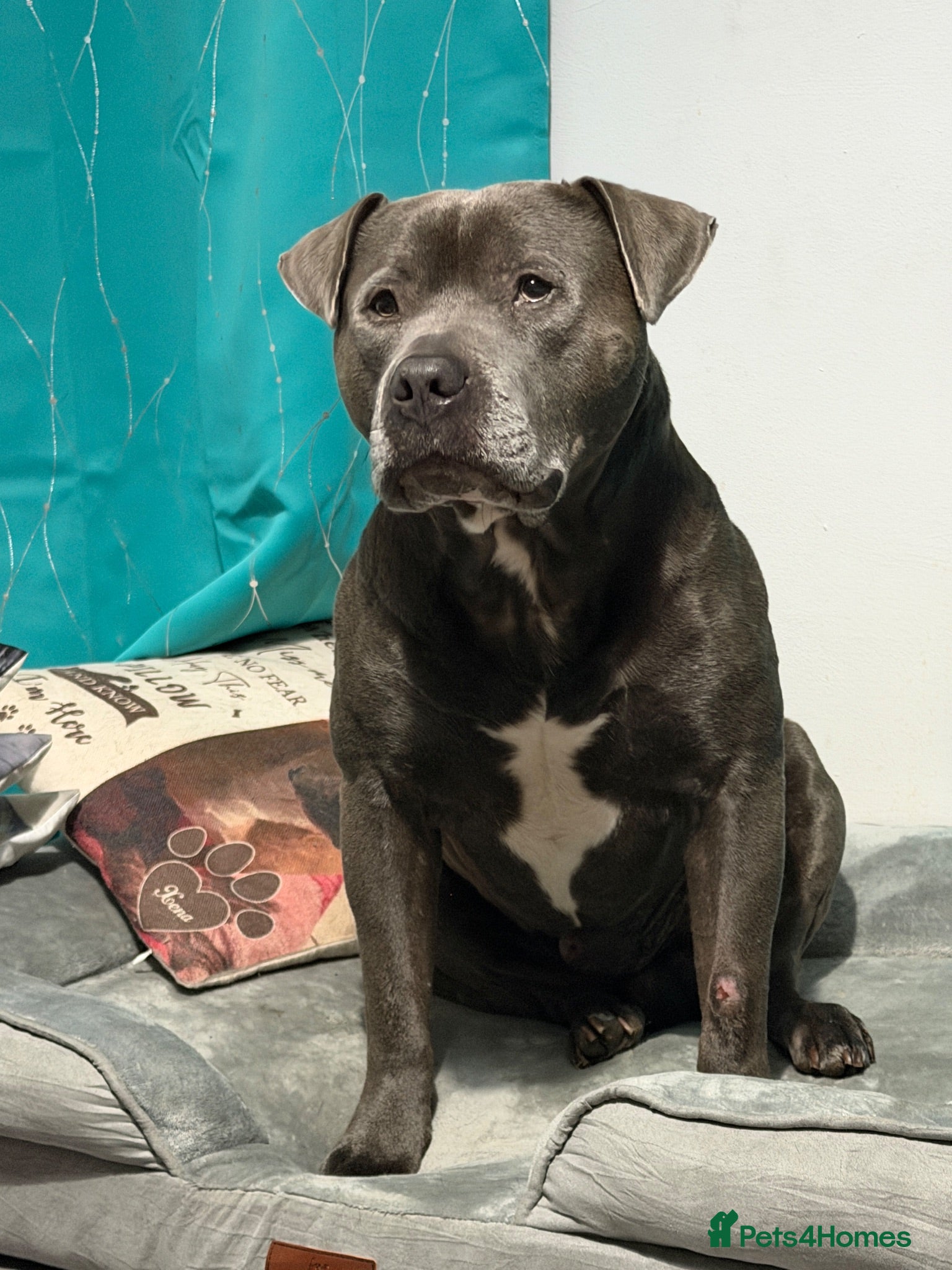 Staffordshire Bull Terrier dogs Beautiful Male Dog for study - Advert 1