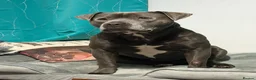 Staffordshire Bull Terrier dogs for stud: Beautiful Male Dog for study in Slough - Advert 1