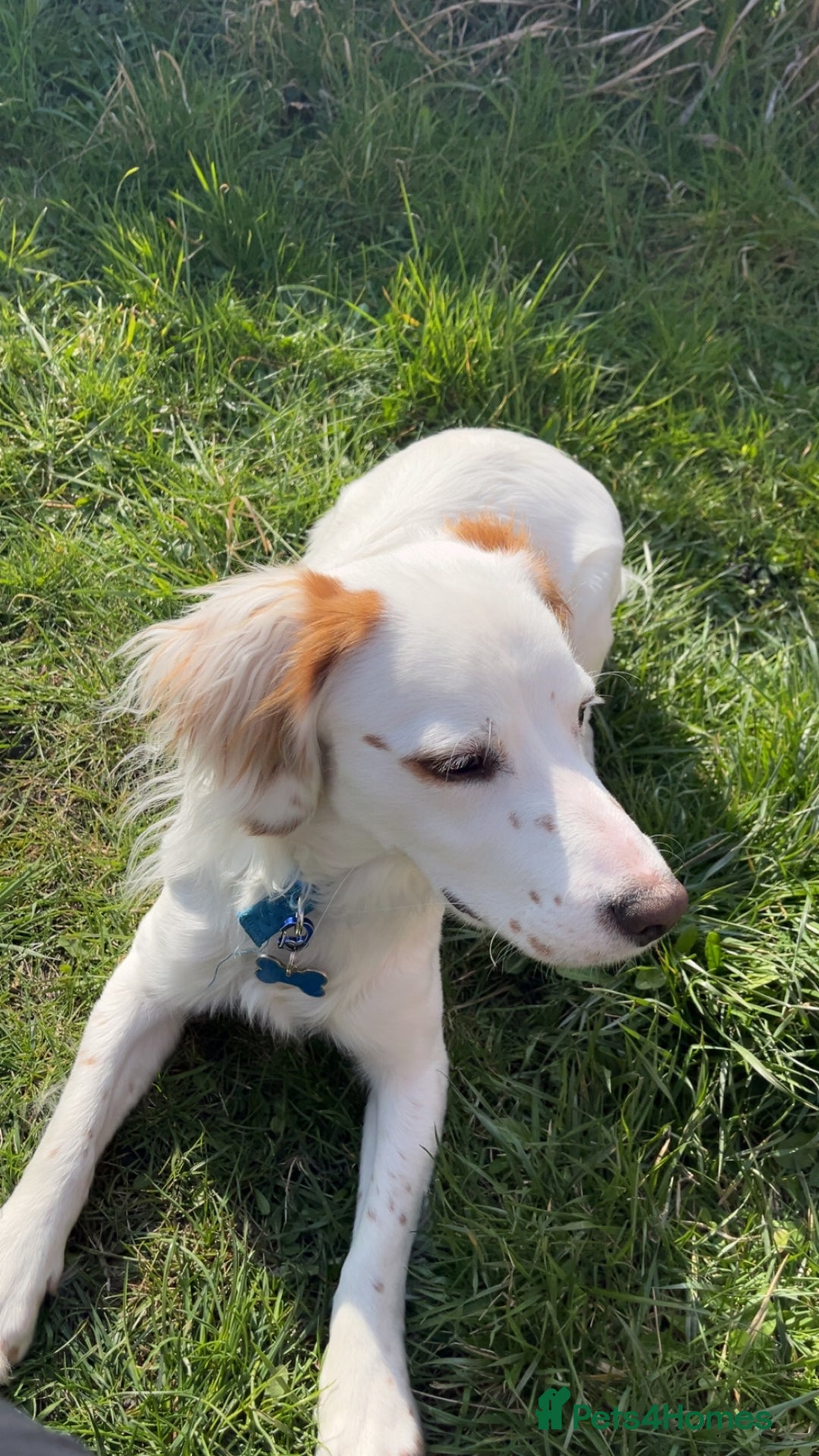 Cocker Spaniel dogs for sale: 1 year old cocker spaniel for sale - Image 10