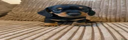 Miniature Dachshund dogs for sale: 1 male Kc reg pra clear mini smooth - Advert 23
