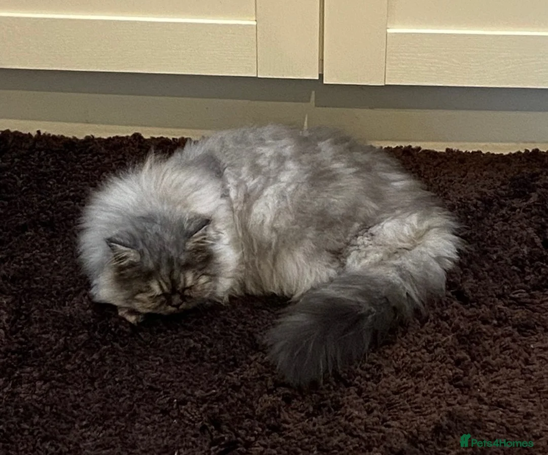Persian cats for sale: Persian cat - Advert 4