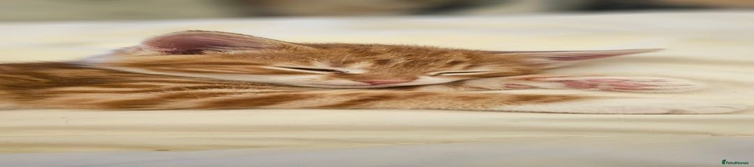 Domestic Shorthair Kitten 2