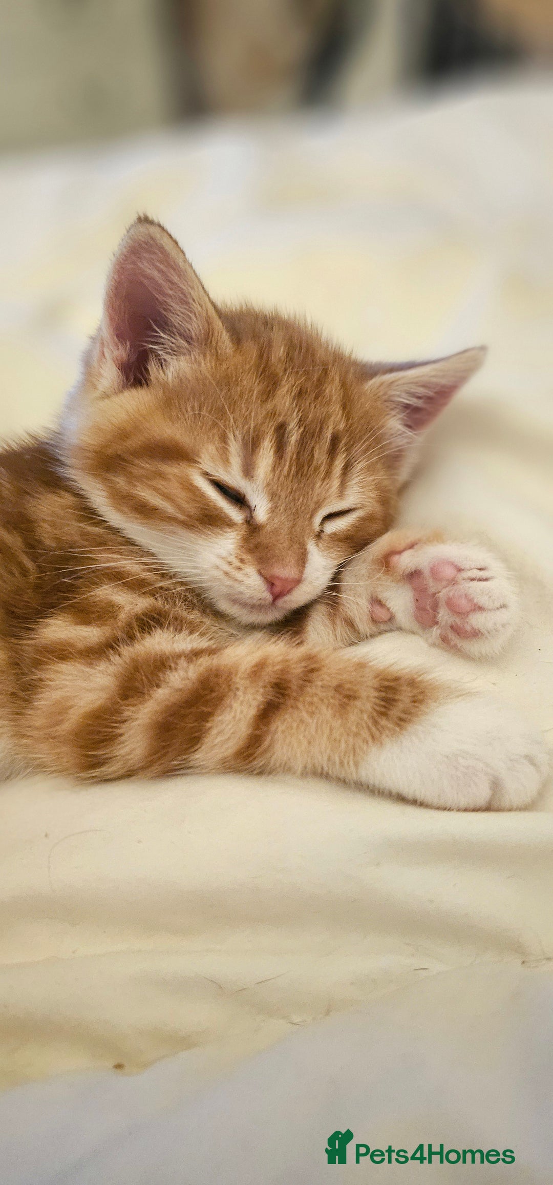 Domestic Shorthair cats for sale: Kittens looking for forever home 🧡🤎🧡 - Image 4