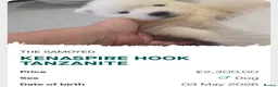 Samoyed dogs for sale: KC registered Pure Bred Samoyed Puppies - Advert 6