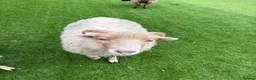 Sheep livestock for sale: 4 Ouessant Sheep - Advert 6