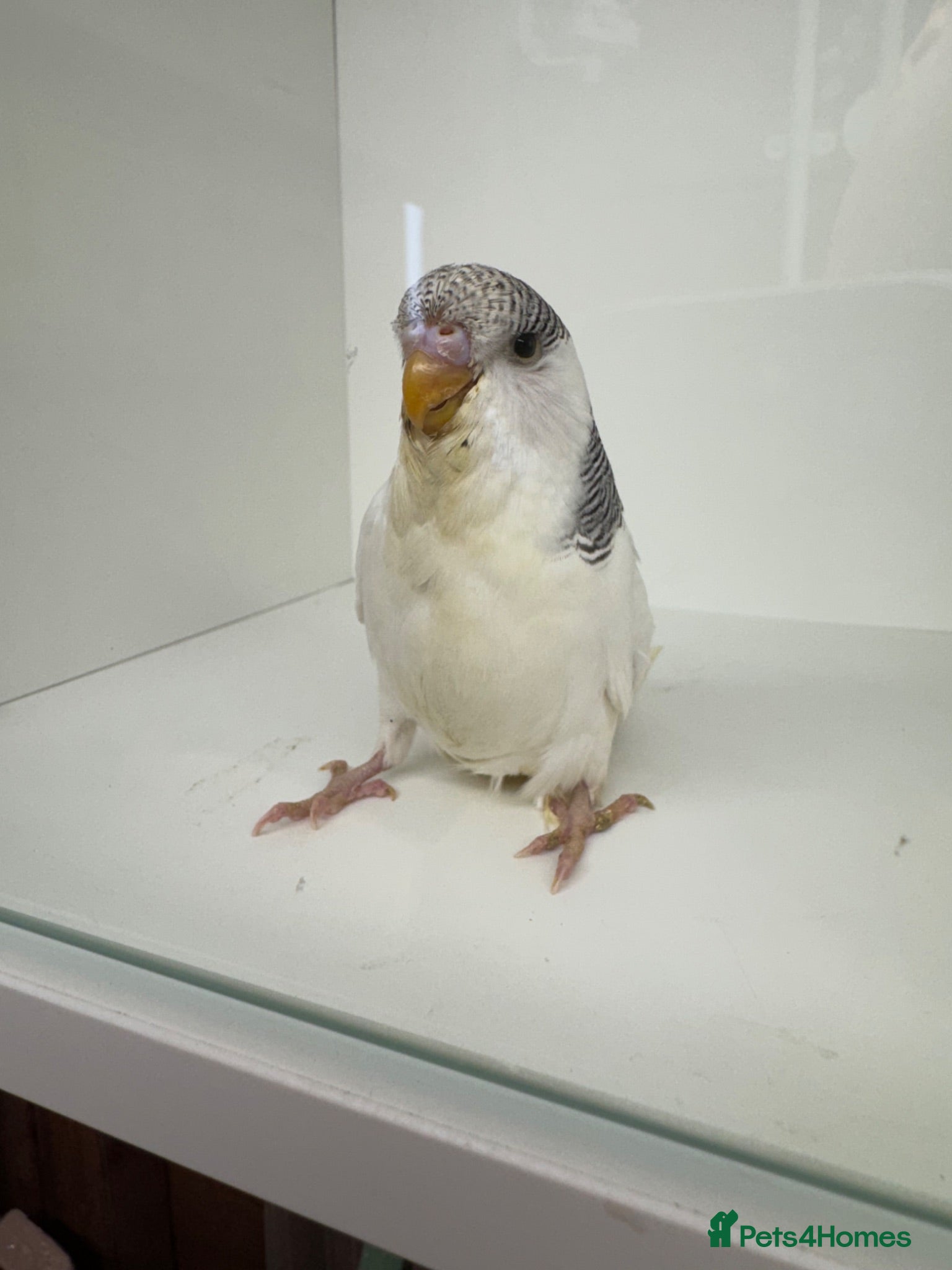 Budgerigars birds Beautiful baby budgies for sale - Advert 16