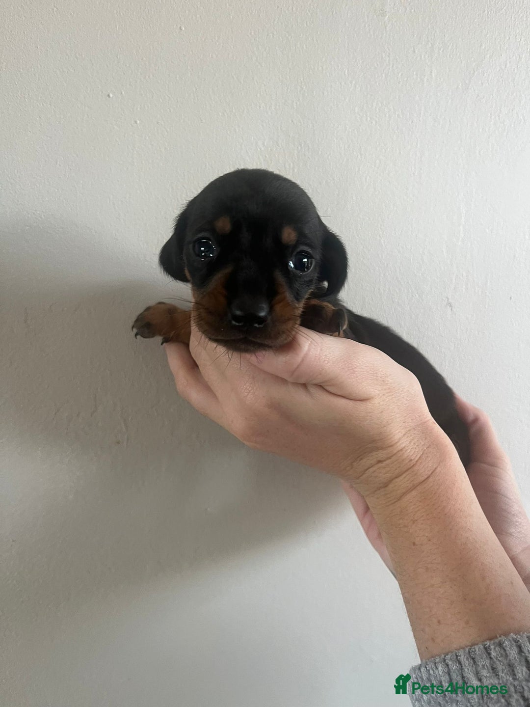 Miniature Dachshund dogs for sale: Stunning litter of mini dachshunds  - Advert 9