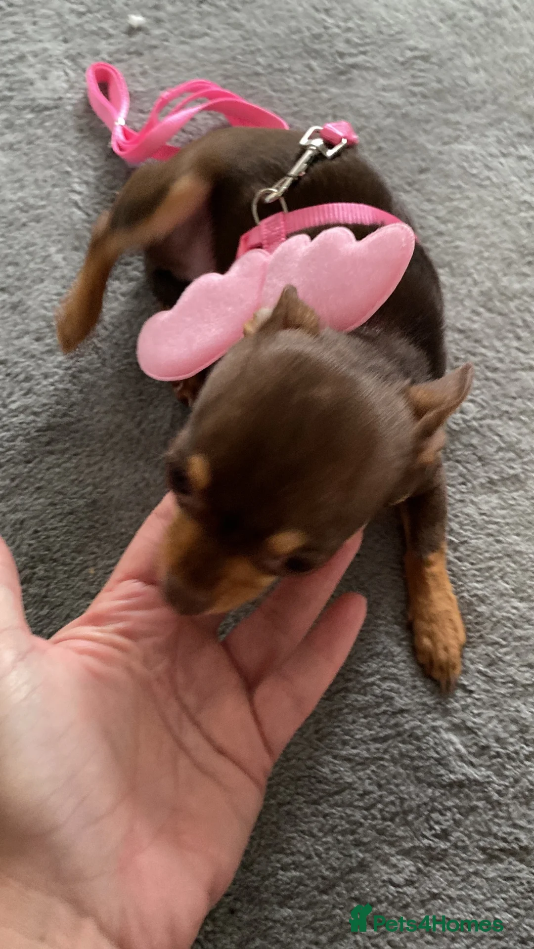 Chihuahua dogs for sale: Tiny chihuahua  in Macclesfield - Advert 8