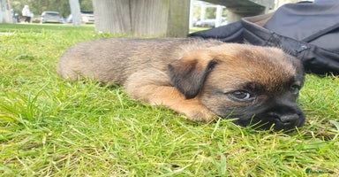 Border Terrier dogs - Advert 1