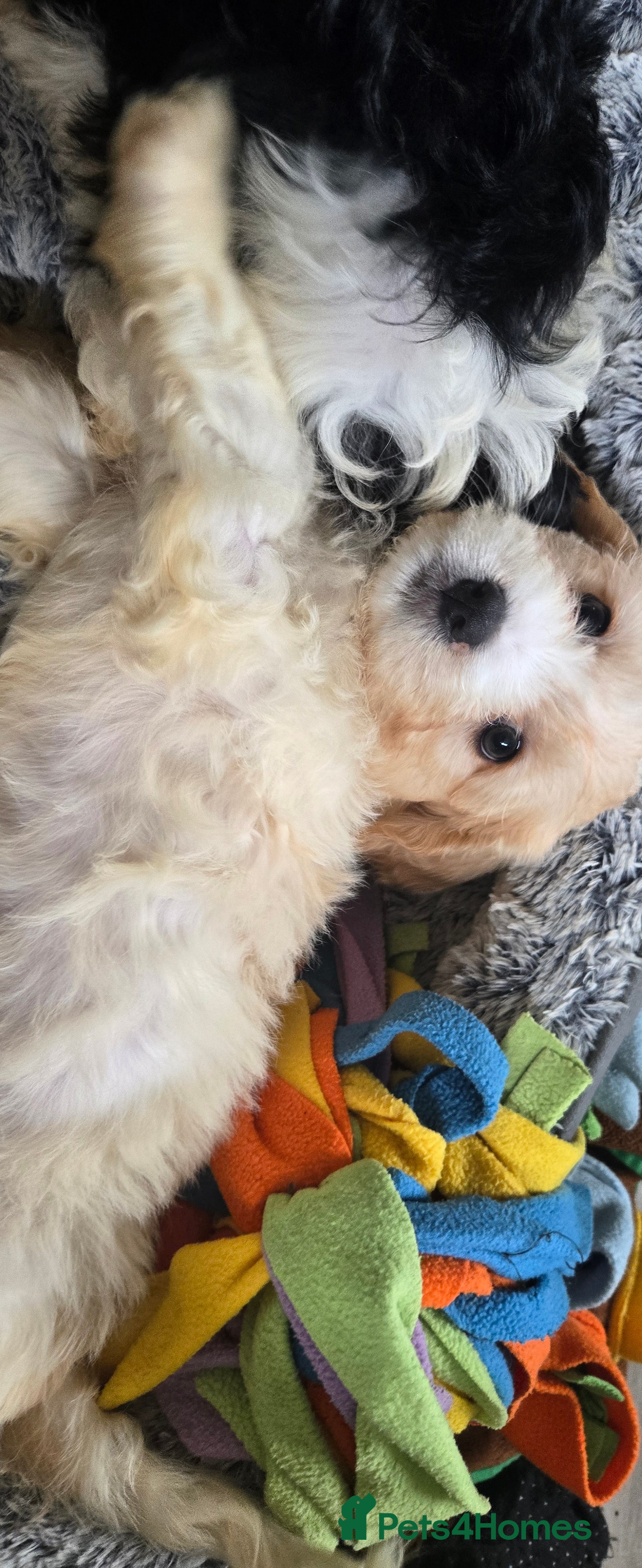 Cavachon dogs Gorgeous Cavachon puppies - Advert 1