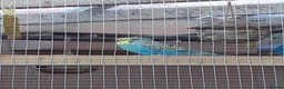 Budgerigars birds for sale: Budgies for sale - Advert 3