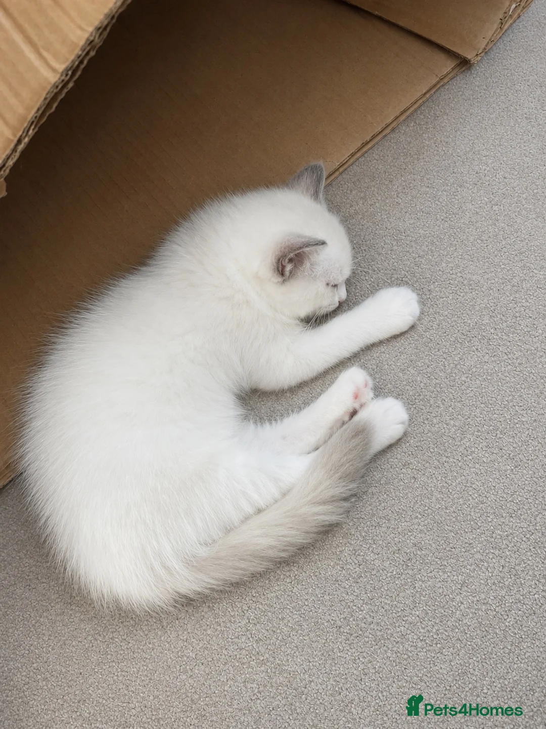 Ragdoll cats for sale: Beautifully Nurtured,Content Ragdoll Kittens - Advert 2