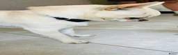 Chihuahua dogs for stud: Chihuahua Stud KC Registered  - Advert 2