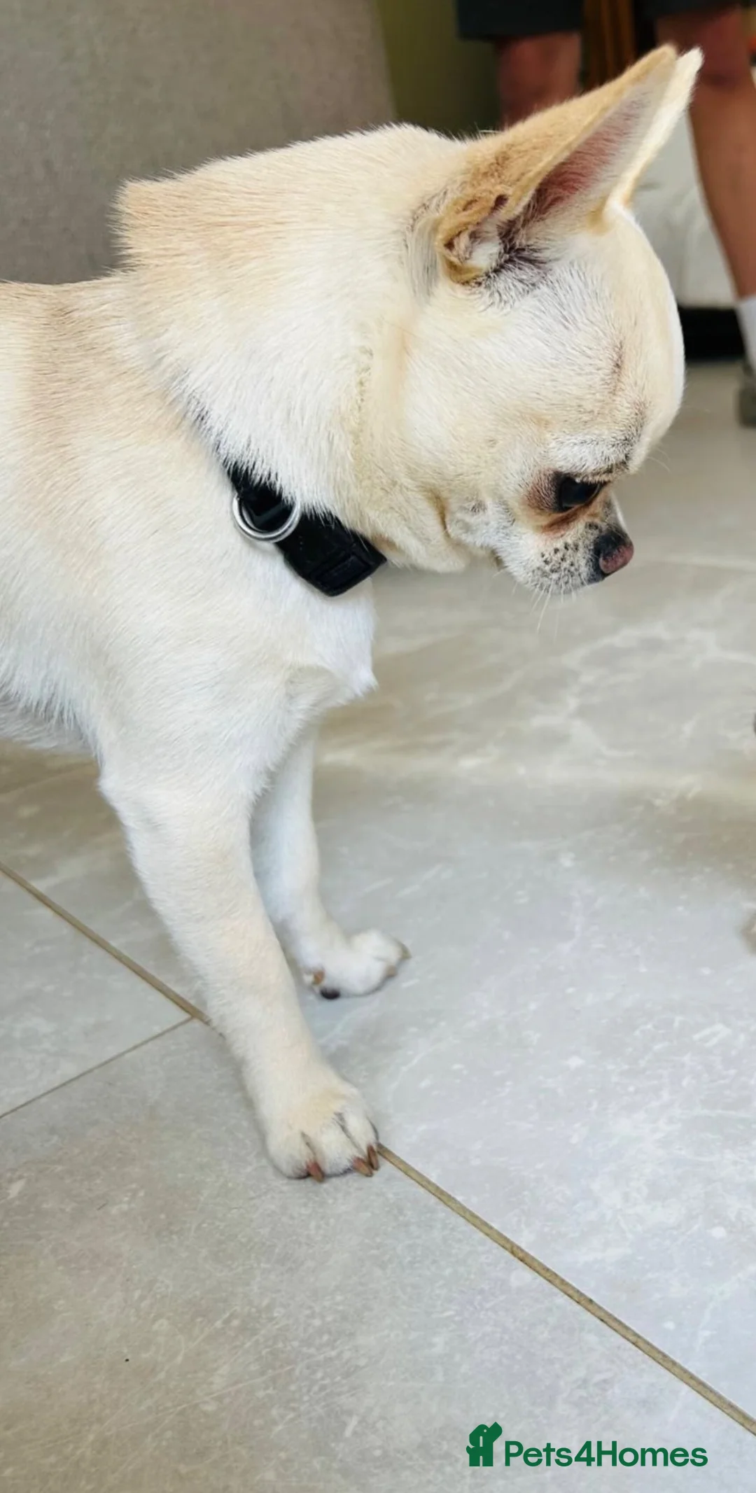 Chihuahua dogs for stud: Chihuahua Stud KC Registered  - Advert 2