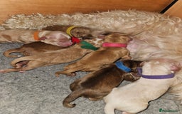 Cockapoo dogs for sale: F2 cockapoos - Image 2