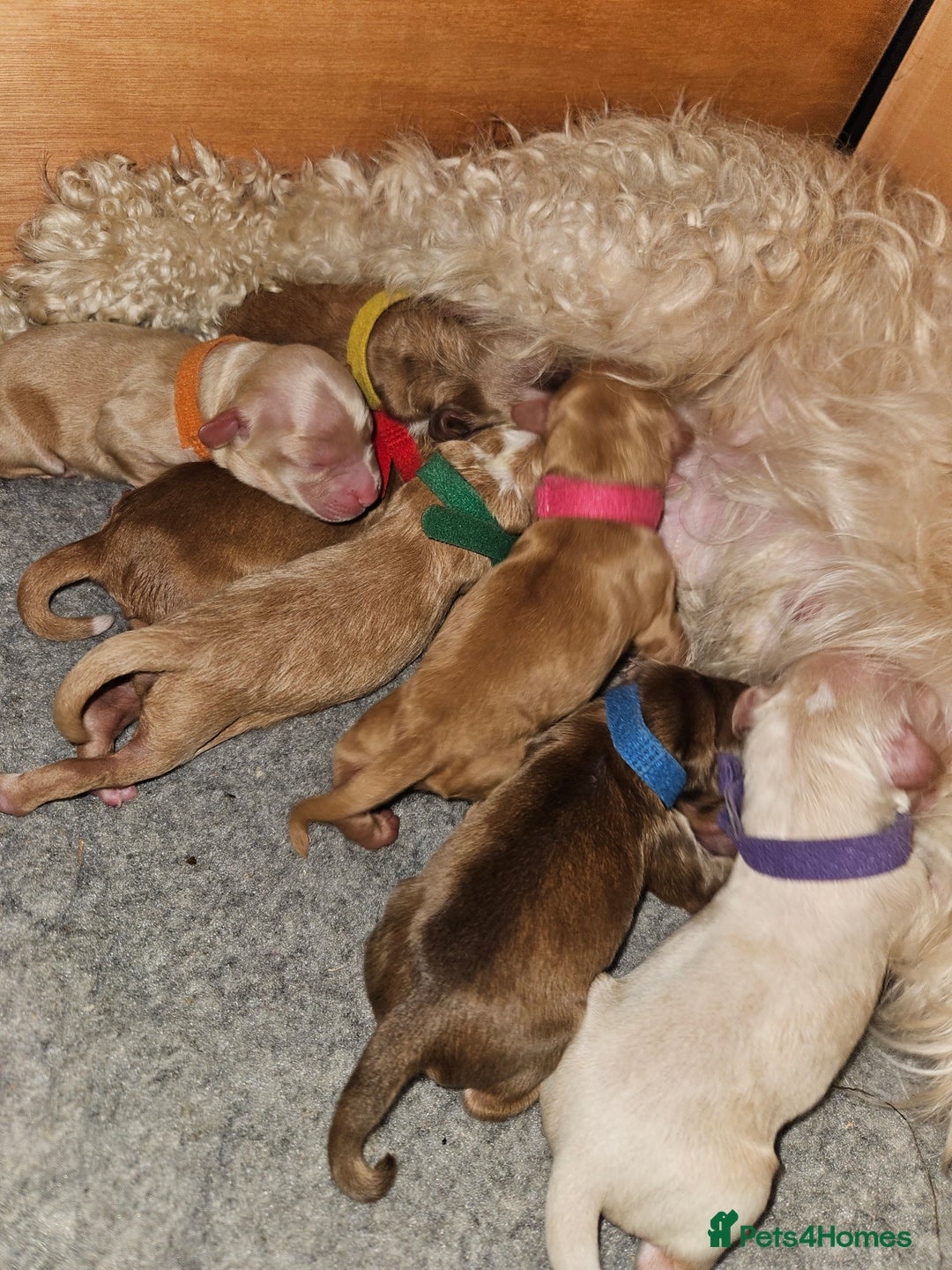 Cockapoo dogs for sale: F2 cockapoos - Image 2