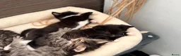 Maine Coon cats for sale: Mainecoon X Bombay X Tabby - Advert 13