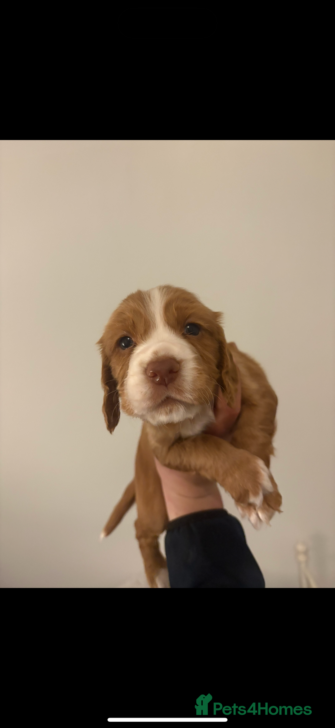 Cocker Spaniel dogs for sale: FOX RED WORKING COCKER SPANIEL PUPS - Advert 6