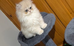 British Shorthair cats for sale: One lovely girl and three handsome boys  - Image 5