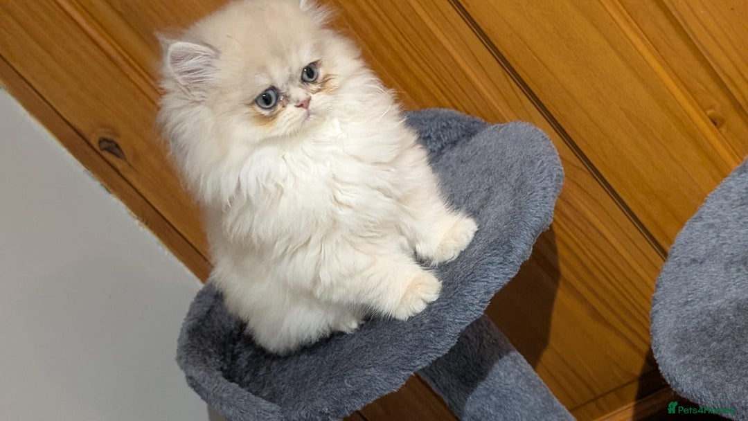 British Shorthair cats for sale: One lovely girl and three handsome boys  - Image 5