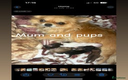 Chihuahua dogs for sale: KC Champion Lines Miniature Chihuahua Puppies - Image 28