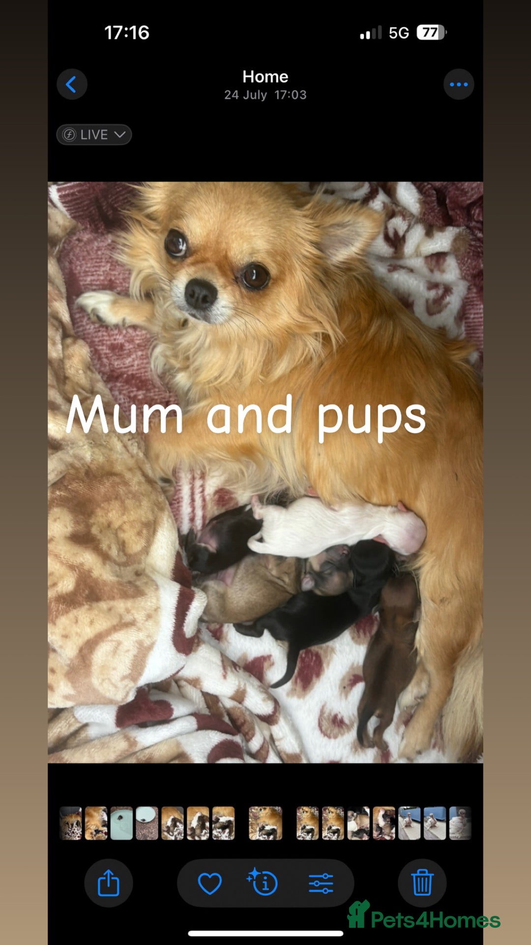 Chihuahua dogs for sale: KC Champion Lines Miniature Chihuahua Puppies - Image 28