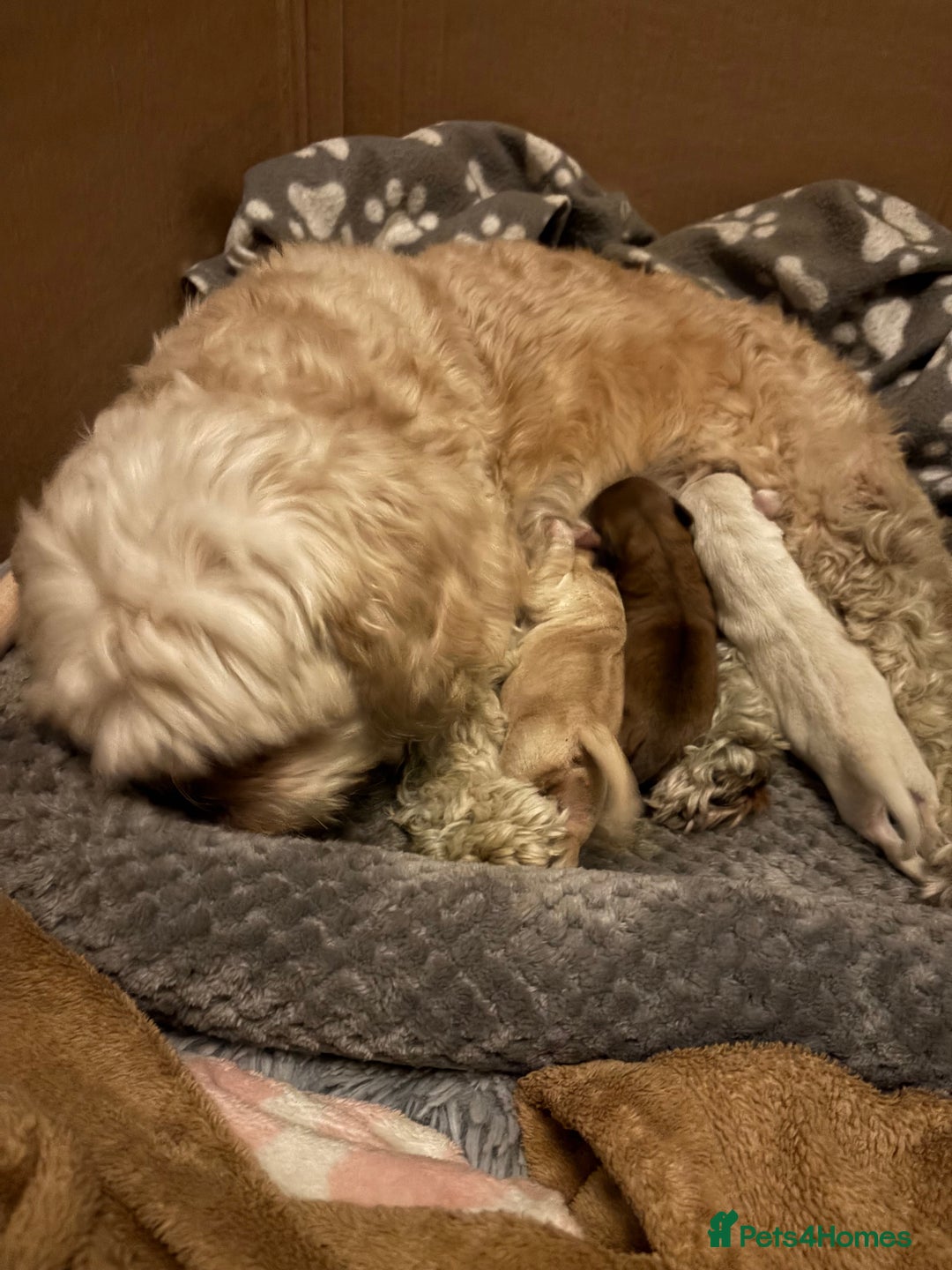 Mixed Breed dogs for sale: Cavachon x Chihuahua / healthy pups - Advert 3