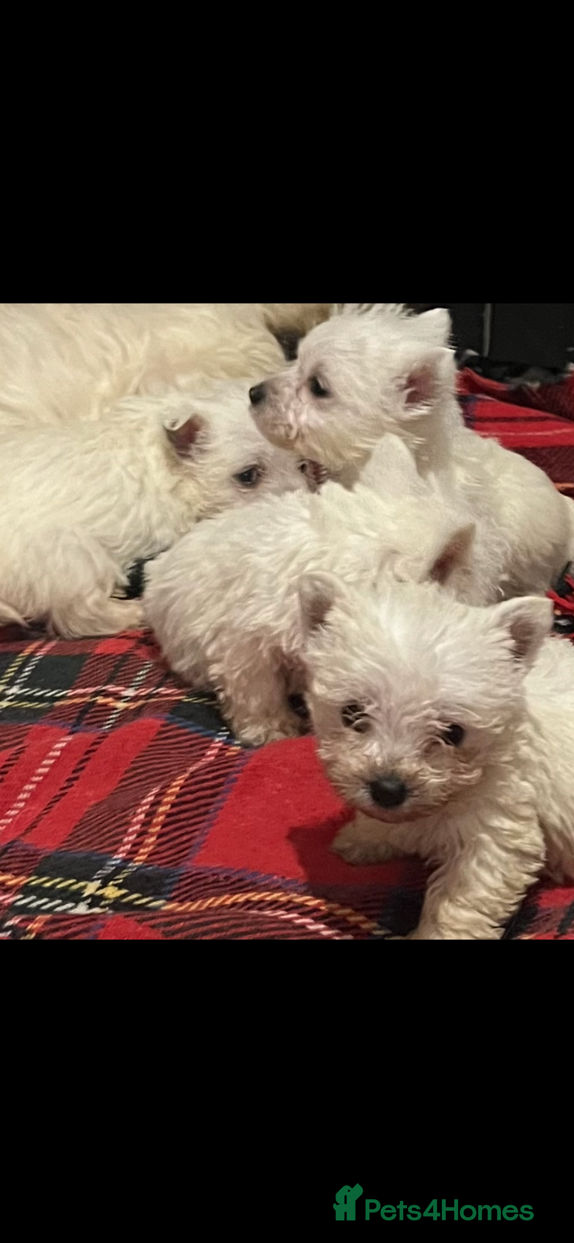 West Highland Terrier dogs Westhighland terrier puppies  - Advert 1