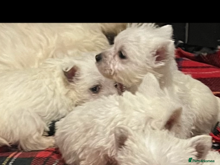 West Highland Terrier dogs Westhighland terrier puppies - Advert 6