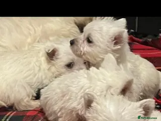 West Highland Terrier dogs Westhighland terrier puppies - Advert 1