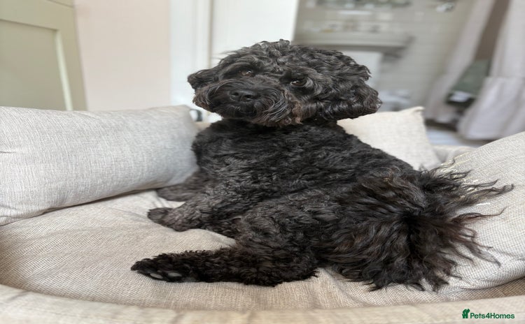 Cavapoochon dogs - Advert 3