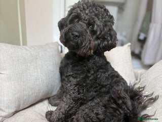 Cavapoochon dogs - Advert 4