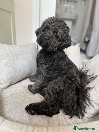 Cavapoochon dogs For Stud - Handsome Cavapoochon Boy Available - Advert 1